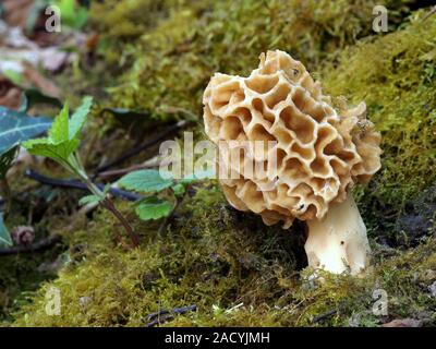 Morel commun, jaune, Morchella esculenta morille Banque D'Images