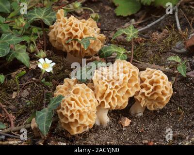 Morel commun, jaune, Morchella esculenta, Morel Banque D'Images