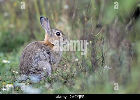 Lapin, les chatons sont nés dans un terrier de nidification creusé par le doe Banque D'Images