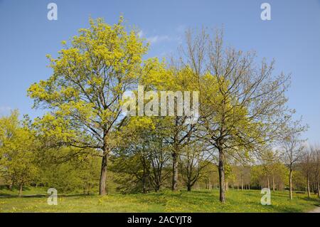 Acer platanoides, Norway maple und Acer pseudoplatanus, Sycamore maple Banque D'Images