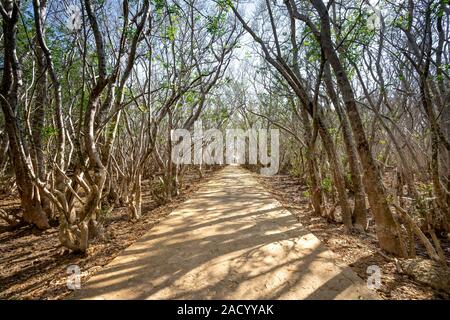 Ru Cha mangrove rare et précieux est situé dans la commune de Phong Huong Huong Tra, district, province de Thua Thien Hue, Vietnam. Banque D'Images