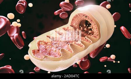 Cellule mitochondriale en gros plan - rendu 3D Banque D'Images