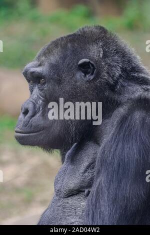 Femelle gorille de plaine de l'ouest (Gorilla gorilla gorilla), tête portrait Banque D'Images