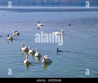 Les canards et cygnes dans le lac de Kastoria en Grèce. Banque D'Images