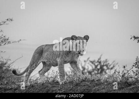 Balade Lion cub en noir et blanc dans le Mkuze Game Reserve. Banque D'Images