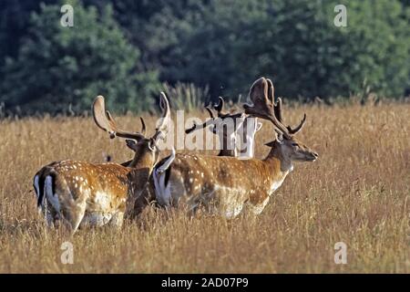 Le daim, le cerf se frotter contre les arbres et autres objets pour aider à retirer leurs bois de velours Banque D'Images