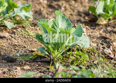 Le chou vert, Chou de plus en jardin potager. Banque D'Images