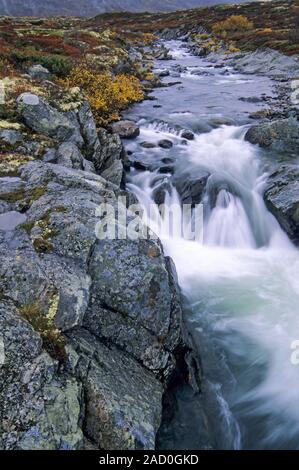 Rapids blancs de l'eau de rivière Driva / Dovrefjell-Nationalpark - Soer Nord-trondelag Norwegen Banque D'Images