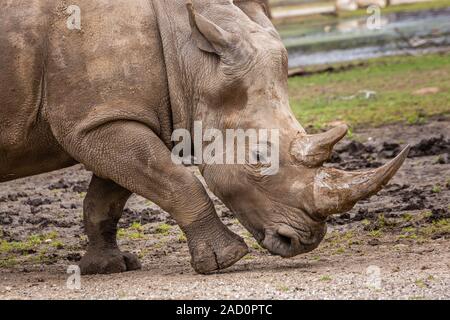 Un gros plan d'une femelle rhinocéros. Exhibant sa belle corne. Banque D'Images