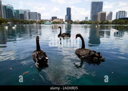 Les cygnes noirs sur le lac Eola Park ville de orlando floride usa Banque D'Images