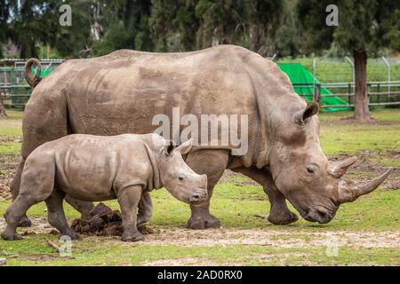 Un gros plan d'un rhinocéros femelle et son veau. Exhibant sa belle corne. Protéger son veau. Banque D'Images