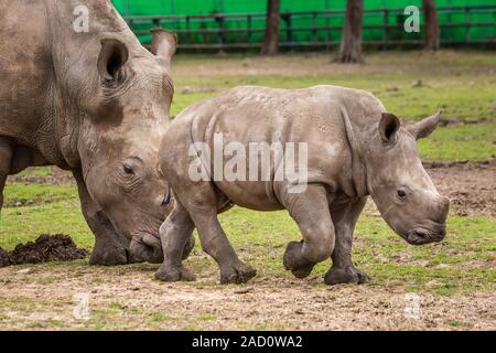 Un gros plan d'un rhinocéros femelle et son veau. Exhibant sa belle corne. Protéger son veau. Banque D'Images