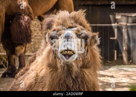 Chameau de Bactriane (Camelus bactrianus) montre ses dents. Banque D'Images