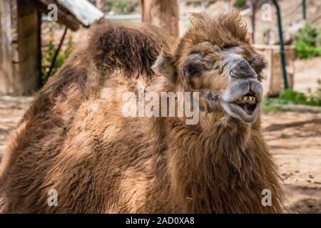 Chameau de Bactriane (Camelus bactrianus) montre ses dents. Banque D'Images