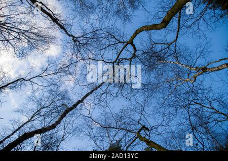 Voir dans les arbres sans feuilles, forêt de bouleaux. Ciel bleu en arrière-plan des branches sans feuilles, l'automne et l'hiver l'humeur. Banque D'Images