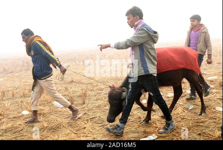 Bara, au Népal. 19Th Mar, 2019. Les gens apportent un bison à la cérémonie sacrificielle de Gadhimai festival près de chez d'un temple à Bariyapur, Bara, le Népal, le 3 décembre 2019. Les dévots hindous célèbrent le festival de Gadhimai, qui a lieu une fois tous les cinq ans, avec le sang des animaux tués, fraîchement que le sacrifice rituel à Gadhimai, la déesse du pouvoir. Credit : Sunil Sharma/Xinhua/Alamy Live News Banque D'Images