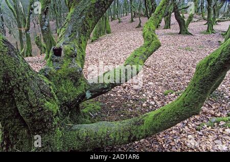 Les hêtres communs en forêt conte Troldeskoven / National Park Rebild Bakker Banque D'Images