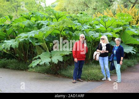 Comparaison des tailles de feuilles de mammouth géant, rhubarbe, Gunnera manicata Banque D'Images