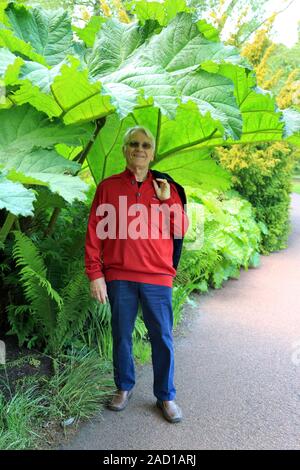 Comparaison des tailles de feuilles de mammouth géant, rhubarbe, Gunnera manicata Banque D'Images