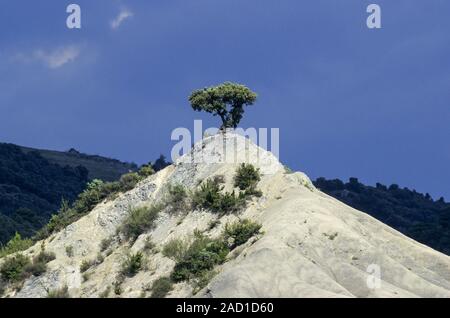 L'Espagnol Juniper sur le sommet d'une dune de sable / Valley von Hecho Banque D'Images