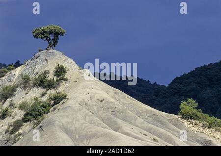 L'Espagnol Juniper sur le sommet d'une dune de sable / Valley von Hecho Banque D'Images