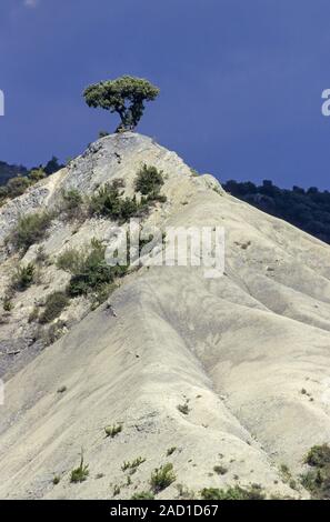 L'Espagnol Juniper sur le sommet d'une dune de sable / Valley von Hecho Banque D'Images