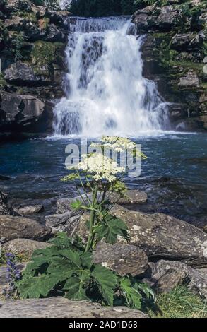 Masterwort à rivière Arazas avec cascade / Park-Ordesa National y Monte Perdido Banque D'Images