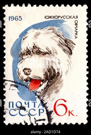 Union soviétique (ESSS) Russie - vers 1965. Timbre-poste imprimé en Union soviétique et dans le cadre d'une série illustrant les chiens en Union soviétique. Vers 1965 Banque D'Images