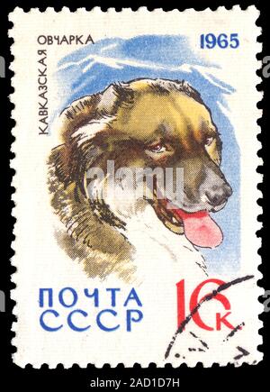 Union soviétique (ESSS) Russie - vers 1965. Timbre-poste imprimé en Union soviétique et dans le cadre d'une série illustrant les chiens en Union soviétique. Vers 1965 Banque D'Images