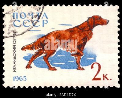 Union soviétique (ESSS) Russie - vers 1965. Timbre-poste imprimé en Union soviétique et dans le cadre d'une série illustrant les chiens en Union soviétique. Vers 1965 Banque D'Images