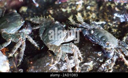 Les crabes à pattes épineuses vivent sur l'eau et les terres de la frontière Banque D'Images