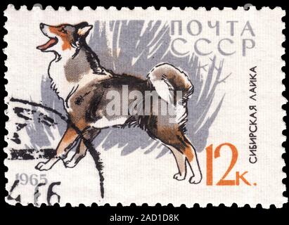 Union soviétique (ESSS) Russie - vers 1965. Timbre-poste imprimé en Union soviétique et dans le cadre d'une série illustrant les chiens en Union soviétique. Vers 1965 Banque D'Images