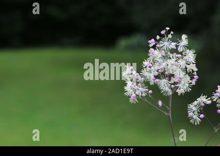 Feuille Columbine Meadow Rue, une plus grande meadow-rue, Thalictrum aquilegifolium Banque D'Images