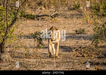 Lionne marchant vers l'appareil photo dans le parc national Kruger. Banque D'Images