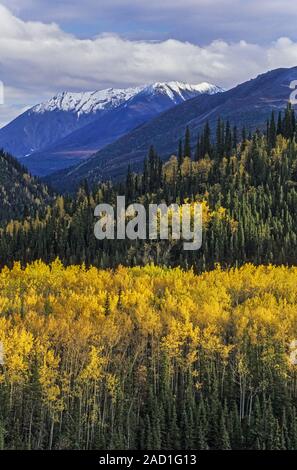 Aspen en automne, en face de l'Alaska / Denali National Park - Alaska