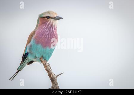 Un Lilac-breasted roller assis sur une branche. Banque D'Images