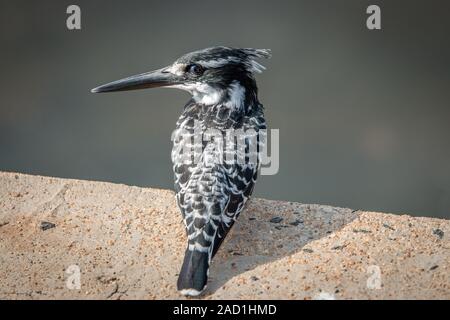 Un pied kingfisher assis sur une brique. Banque D'Images