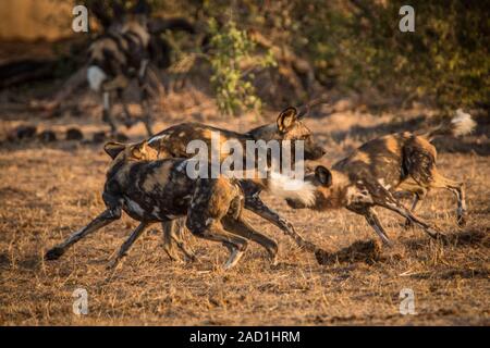 Les chiens sauvages africains à jouer ensemble. Banque D'Images