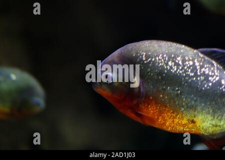 Poisson ovale solitaire scintille sous l'eau dans l'océan parmi les autres poissons. Poisson avec un ventre rouge sur un arrière-plan flou dans le fond foncé. Espace libre pour adve Banque D'Images