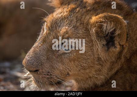 Portrait of a Lion cub dans le parc national Kruger. Banque D'Images