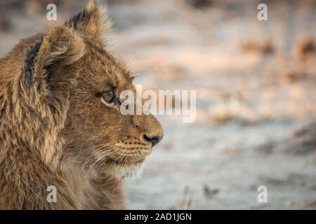 Portrait of a Lion cub dans le parc national Kruger. Banque D'Images