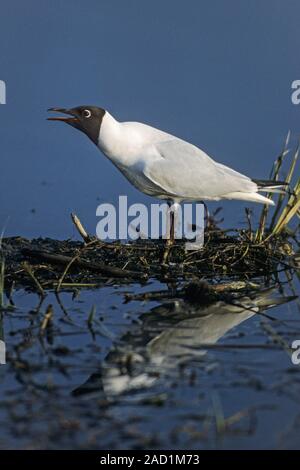 Mouette est un opportuniste - Commun (Mouette) Banque D'Images