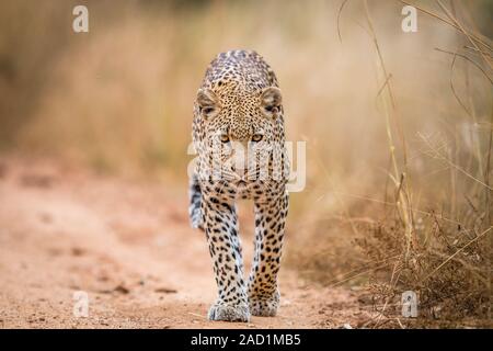 Un Léopard à marcher en direction de la caméra dans le Kruger. Banque D'Images