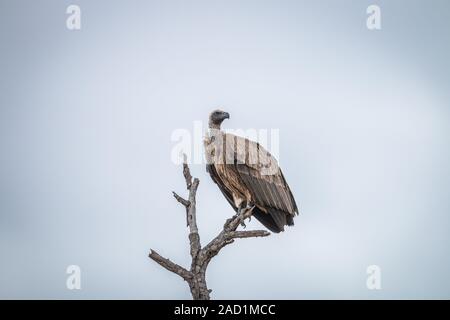 Vautour assis sur une branche dans le Kruger. Banque D'Images