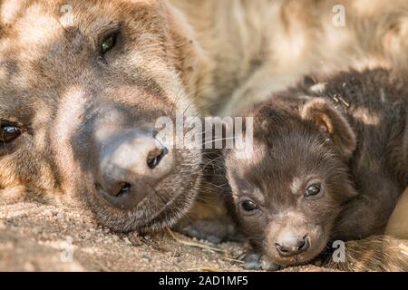 L'hyène tachetée chiot avec sa mère dans le Kruger. Banque D'Images