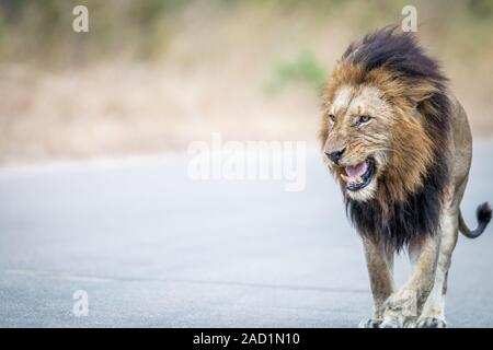 Lion marchant vers l'appareil photo dans le Kruger. Banque D'Images