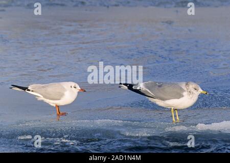 Goéland est un papillon de taille moyenne - (Photo Goéland et Mouette) Banque D'Images