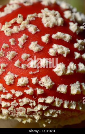 Détail du motif de taches blanches sur le bonnet rouge de champignons Agaric, Amanita muscaria, Amanita Fly aka Toadstool
