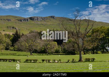 Colline de roches pourrait derrière la ville de Largs Ecosse à Ayrshire typique sur les terres agricoles avec les jeunes agneaux, arbres et haies dans la distance agai Banque D'Images