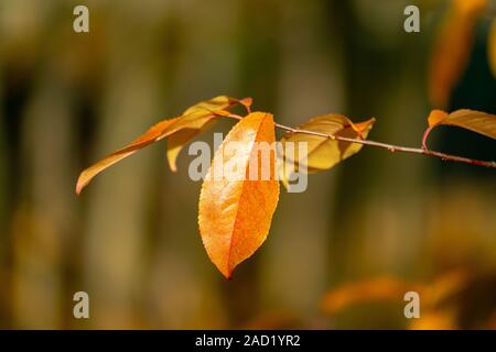 De magnifiques couleurs d'automne- un seul congé d'orange sur une branche sur une journée ensoleillée d'automne Banque D'Images